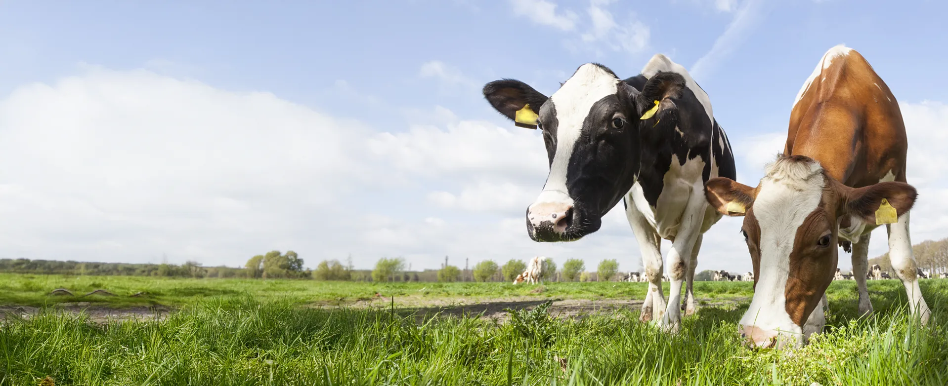 duas vacas pastando no campo