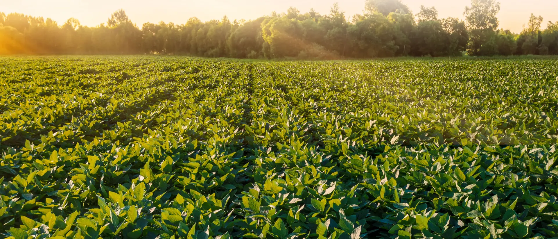 agriculture field